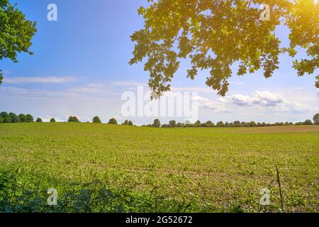 Norddeutsche Landschaft im Frühsommer mit jungen Kartoffelpflanzen auf einem Feld mit sanften Hügeln und einer Reihe von Bäumen am Horizont gegen blauen Himmel Stockfoto