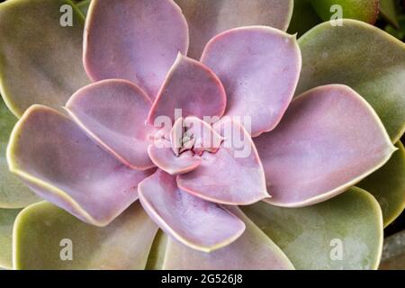 Echeveria ‘Perle von Nürnberg’ Sukkulentenanlage in Nahaufnahme Stockfoto