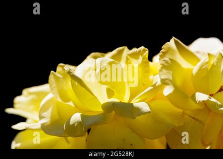 Gelbe Rosenblätter, die von der Sonne isoliert auf schwarzem Hintergrund beleuchtet werden Stockfoto