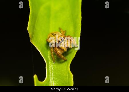 Springende Spinne (Hyllus semicupreus) Warten auf Beute auf grünes Blatt bei Nacht Szene Stockfoto