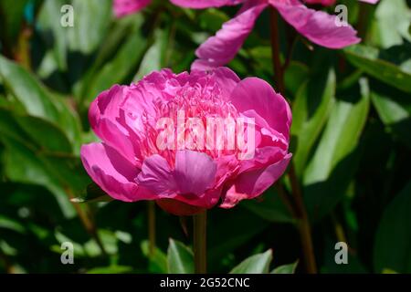 Paeonia lactiflora Agida duftende halb doppelte Pfingstrose Blume Stockfoto
