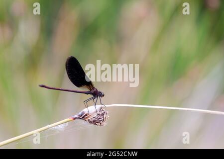 Calopteryx haemorrhoidalis Copper demoiselle oder Mediterranean Demoiselle thront Closup Stockfoto