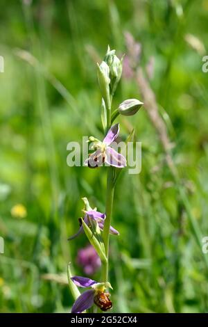 Bienenorchidee Ophys apifera wächst auf einer Wiese Stockfoto