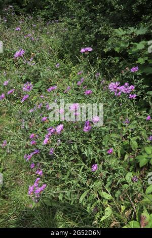 Centaurea stoebe (gepunkteter Knuspelzkraut) Stockfoto