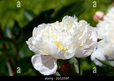 Paeonia lactiflora immaculee herbacious Pfingstrose duftende weiße Schale geformte Blüten Stockfoto