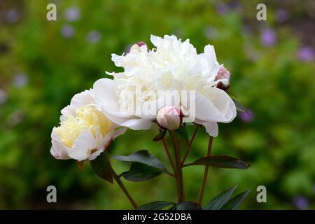 Paeonia lactiflora immaculee herbacious Pfingstrose duftende weiße Schale geformte Blüten Stockfoto