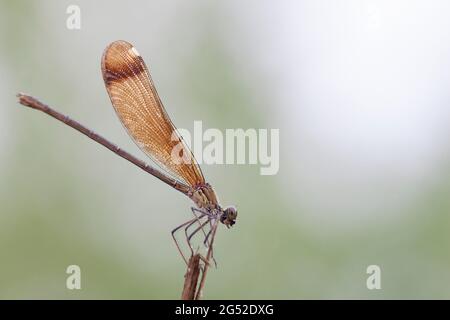 Calopteryx haemorrhoidalis Copper demoiselle oder Mediterranean Demoiselle thront Closup Stockfoto