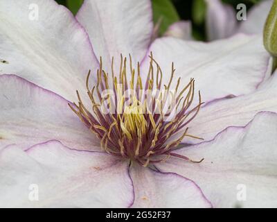 Eine Nahaufnahme des Blütenzentrums von Clematis Samaritan Jo Stockfoto