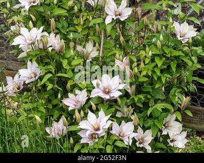 Die kompakte Clematis Samaritan Jo zeigt die großen silbrig-rosa Blüten gegen das leuchtend grüne Laub Stockfoto