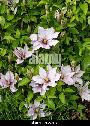 Die kompakte Clematis Samaritan Jo zeigt die großen silbrig-rosa Blüten gegen das leuchtend grüne Laub Stockfoto