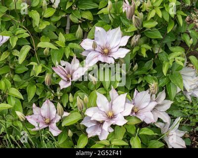 Die kompakte Clematis Samaritan Jo zeigt die großen silbrig-rosa Blüten gegen das leuchtend grüne Laub Stockfoto