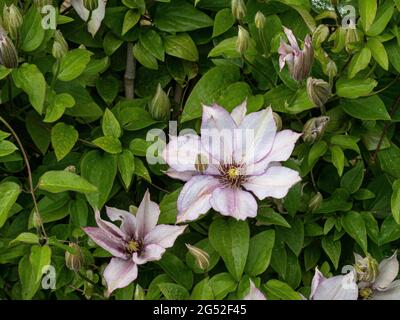 Die kompakte Clematis Samaritan Jo zeigt die großen silbrig-rosa Blüten gegen das leuchtend grüne Laub Stockfoto