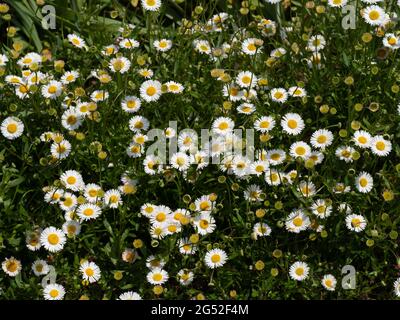 Eine große Gruppe der weißen und gelben Gänseblümchen-Blüten von Erigeron karvinskianus Stockfoto