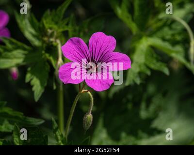 Eine Nahaufnahme einer einzelnen magentafarbenen Blume der Geranium Patricia Stockfoto