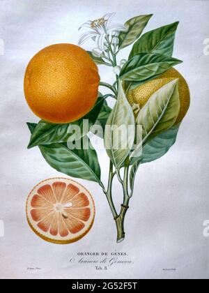 Oranger de Genes von Pierre Antoine Poiteau Stockfoto