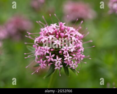 Eine Nahaufnahme eines einzelnen rosa Blütenkopfes von Phuopsis stylosa Stockfoto