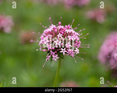 Eine Nahaufnahme eines einzelnen rosa Blütenkopfes von Phuopsis stylosa Stockfoto