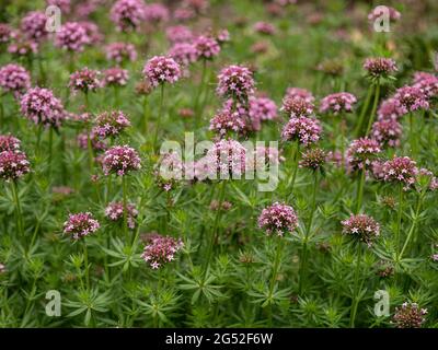 Ein Klumpen der Bodendeckenpflanze Phuopsis stylosa, bedeckt mit rosa Blütenköpfen Stockfoto