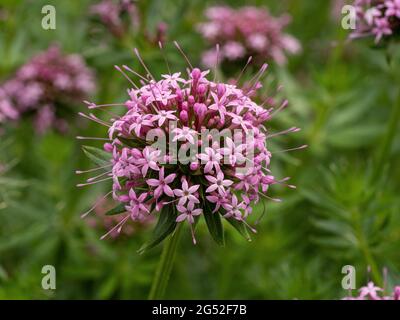 Eine Nahaufnahme eines einzelnen rosa Blütenkopfes von Phuopsis stylosa Stockfoto