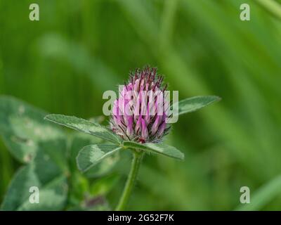 Eine Nahaufnahme eines einzigen Blütenkopfes aus dem Rotklee Trifolium pratense Stockfoto