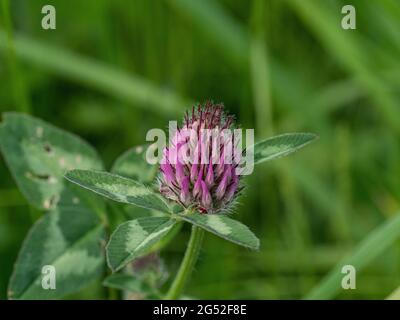 Eine Nahaufnahme eines einzigen Blütenkopfes aus dem Rotklee Trifolium pratense Stockfoto