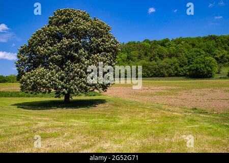 Landschaft mit einem einzigen, allein blühenden Kastanienbaum Stockfoto