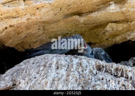 WESTERN Jackdaw, Coloeus monedula, füttert sein Küken im Nest Stockfoto