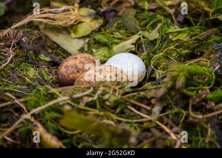 Nisten Sie mit Eiern einiger Vögel (Heck hirundo) auf Vegetation im Donaudelta. Stockfoto