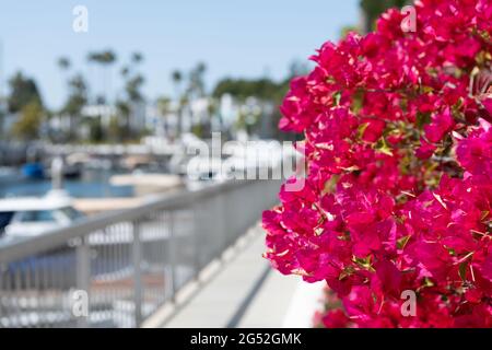 Bougainvillea blüht auf der verschwommenen Promenade. Blühende Bougainvillea glabra Stockfoto