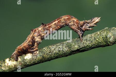 Frühe Dornmottenraupe (Selenia dentaria) kriecht auf einem Ast. Tipperary, Irland Stockfoto