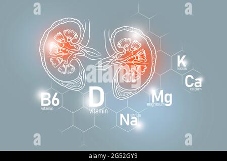 Essentielle Nährstoffe für die Gesundheit der Nieren einschließlich Natrium, Magnesium, Vitamin B6, Kalzium. Design-Set der wichtigsten menschlichen Organe mit Vitaminen Stockfoto