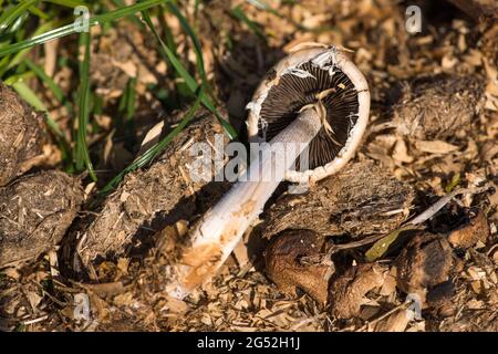 Gewöhnlicher Inkcap (Copprinopsis atramentaria)-Pilz, der auf Pferdemist wächst Stockfoto