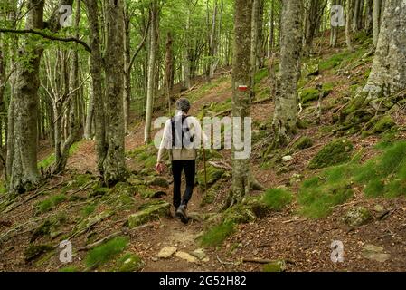 Weg durch den Buchenwald an der Nordwand des Roc de Fraussa (Les Salines, Alt Empordà - Roussillon, Pyrenäen) Stockfoto