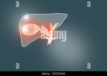 Handgezeichnete Illustration der menschlichen Gallenblase auf dunkelgrauem Hintergrund. Medizin, Wissenschaftsset mit menschlichen Hauptorganen mit leerem Kopierraum für Text Stockfoto