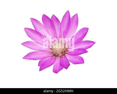 Lila Blume der jährlichen ewigen oder Immortelle, isoliert auf weiß, Xeranthemum annuum Stockfoto