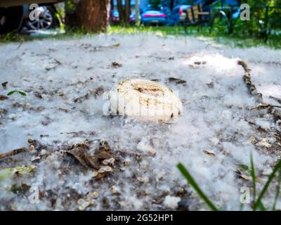 Ein wilder Pilz auf dem Boden, bedeckt mit Pappelflaum wie Schnee Stockfoto