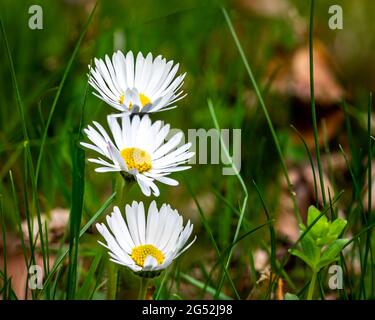 Drei Gänseblümchen in einer Linie, Nahaufnahme der Gänseblümchen auf grünem Hintergrund Stockfoto