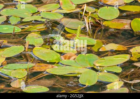 Weibliche Kaiser, Anax Imperator - die Fliege, die Ende Juni 2021 Eier auf einem lokalen Lancashire-Teich legt Stockfoto