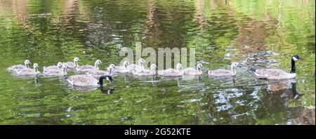 Im Vereinigten Königreich - Eine Familie von Kanadagänsen auf dem Leeds-Liverpool-Kanal, in der Nähe von Chorley, Lancashire Stockfoto