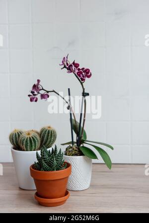 Kaktus, Orchideenblüten und Sukkulente in Töpfen auf dem Tisch, Hauspflanzen Stockfoto