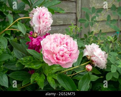 Rosafarbene Pfingstrosen blühen neben einem Gartenzaun Stockfoto