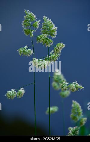 Elegante und bunte Grashalme im Sommer an der Wasseroberfläche mit Reflexen des Abendhimmels Stockfoto