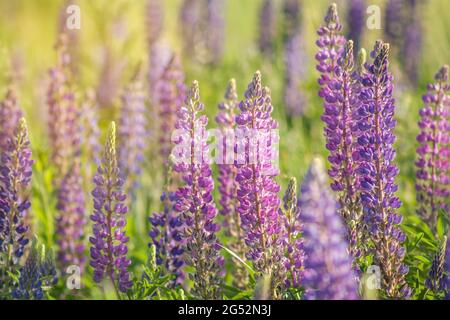 Lupinus- oder Lupinenfeld mit violetten, blauen und rosa Blüten in Nahaufnahme. Viele Lupinen Sommer floralen Hintergrund mit weichem Fokus Stockfoto