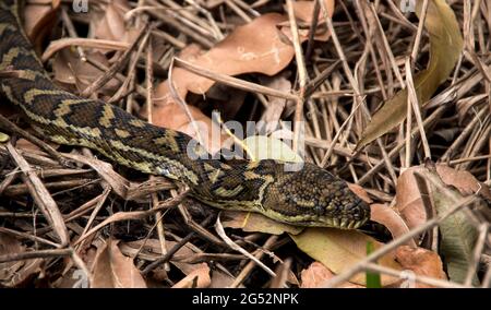 Nahaufnahme von Teppichpython, Morelia spilota, Kopf und Körperteil. Getarnt, über Waldboden, subtropischer Regenwald Queensland Australia Stockfoto