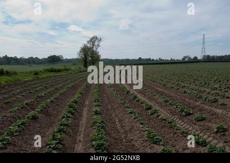 dh Kartoffelfelder KARTOFFELN GEMÜSE Neugesät Kartoffelpflanzen Yorkshire UK Felder Reihen Stockfoto