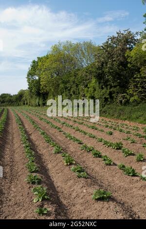 dh Kartoffelfelder KARTOFFELN GEMÜSE Neugesät Kartoffelpflanzen Yorkshire UK Felder Reihen Stockfoto