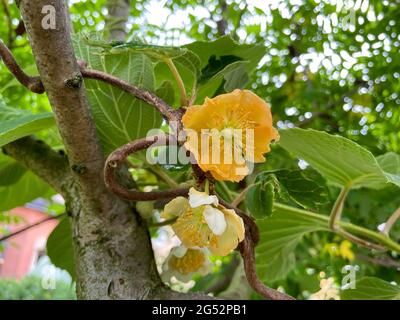 Kiwi blüht auf einem Baum Stockfoto