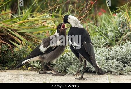 Ein erwachsener australischer Elster (Cracticus tibicen) füttert einen jungen Elster, der mit offenem Schnabel zum Essen bereit ist. Garten in Queensland, Australien. Frühling. Stockfoto