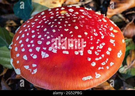 Nahaufnahme Detail einer nibbled Fly Agaric Fungus Cap (Amanita muscaria), die in einem Birkenwald wächst. Great Torrington, Devon, England. Stockfoto