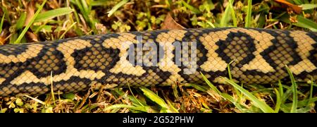 Nahaufnahme von Teppichpython, Morelia spilota, mit schwarzen, braunen und gelben Mustern von Schlangenhaut. Umzug über Gras im Garten von Queensland, Australien. Stockfoto